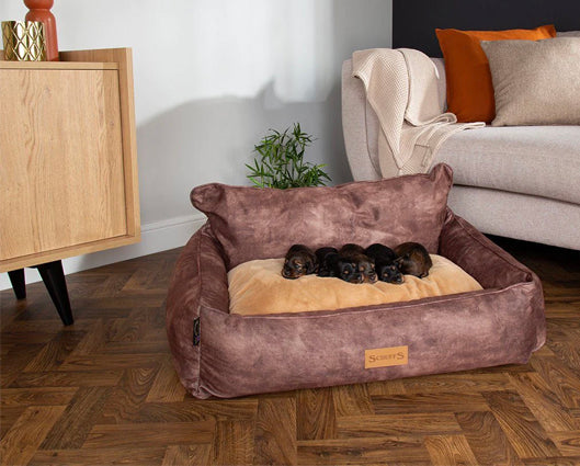 Kensington Box Bed Chocolate - Extra Large